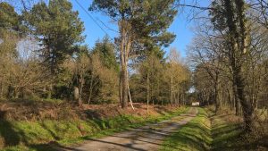la forêt