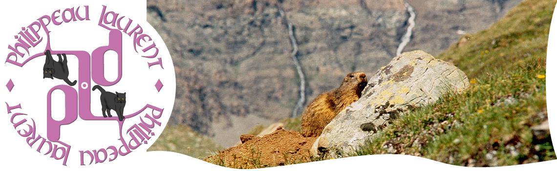 Marmotte