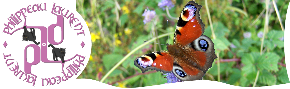 Papillon chez moi